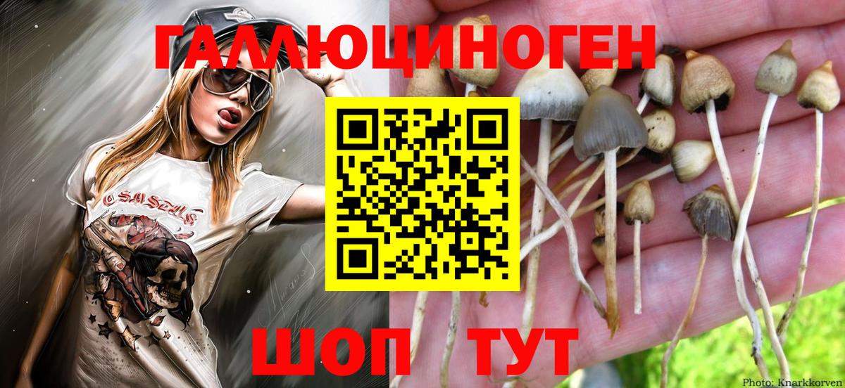 Псилоцибиновые грибы прущие грибы  Псилоцибиновые грибы GOLDEN TEACHER  Кольчугино  Вход с VPN 